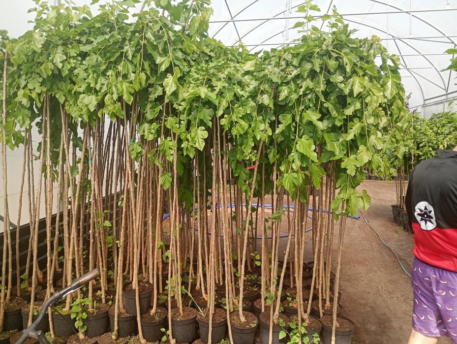 Morwa czarna 180 cm