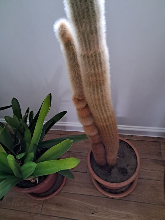 Kaktus ok. 130 cm. 18 lat hodowli
