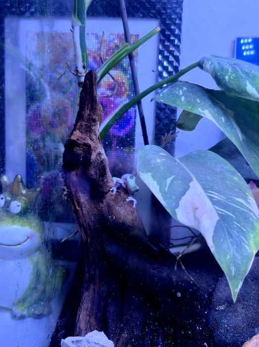 Żaba rzekotka szmaragdowa z terrarium