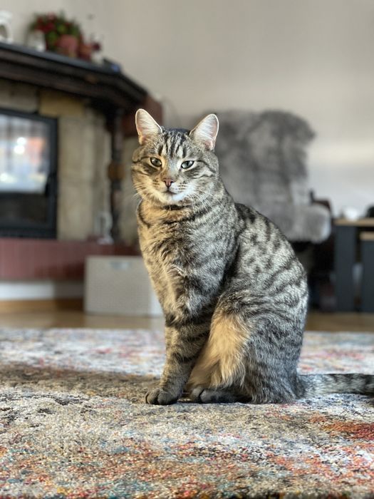 Zaginął mlody kot Loki