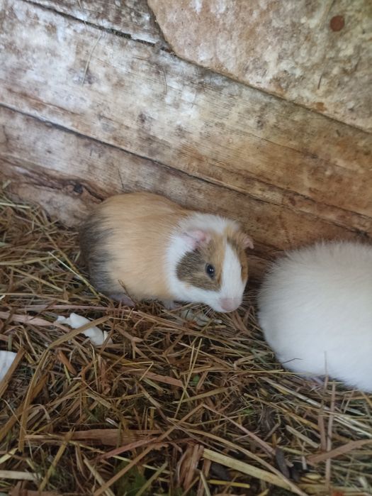 Świnki morskie. Kawie domowe