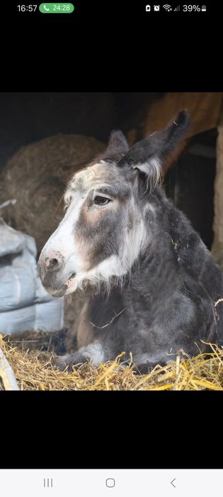 Osioł - oślica srokata