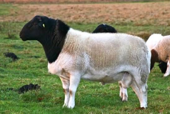 Вівці породи Дорпер