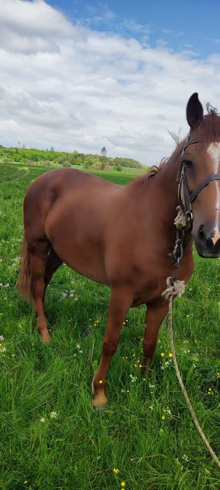 Продам робочу кобилу