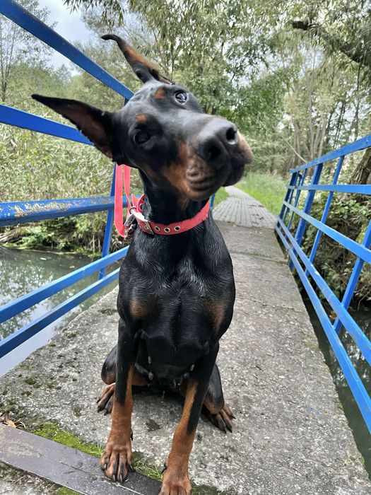 Doberman FCI/ZKwP