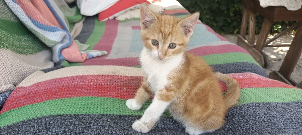 Рыжие котята в семью