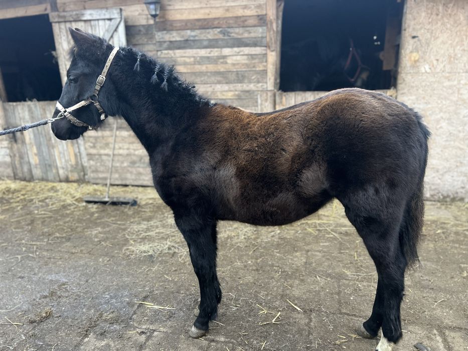 Sprzedam Klacz 10 miesiecy