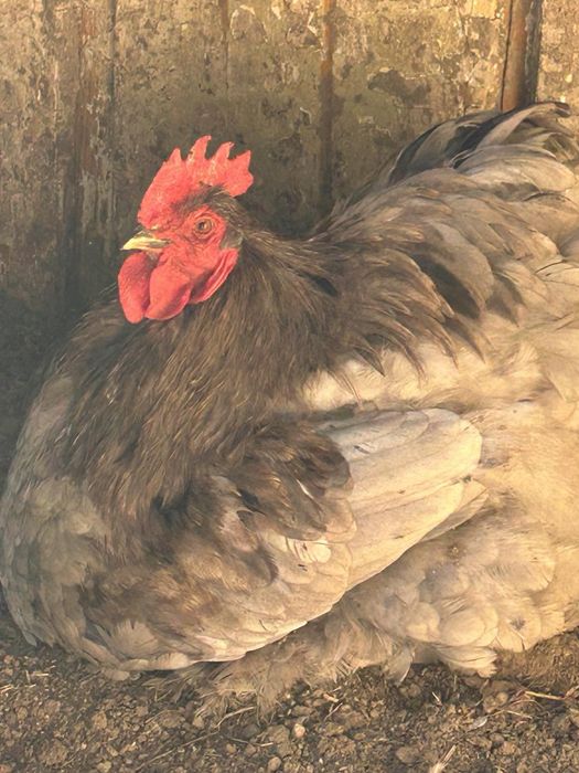 Інкубаційні яйця