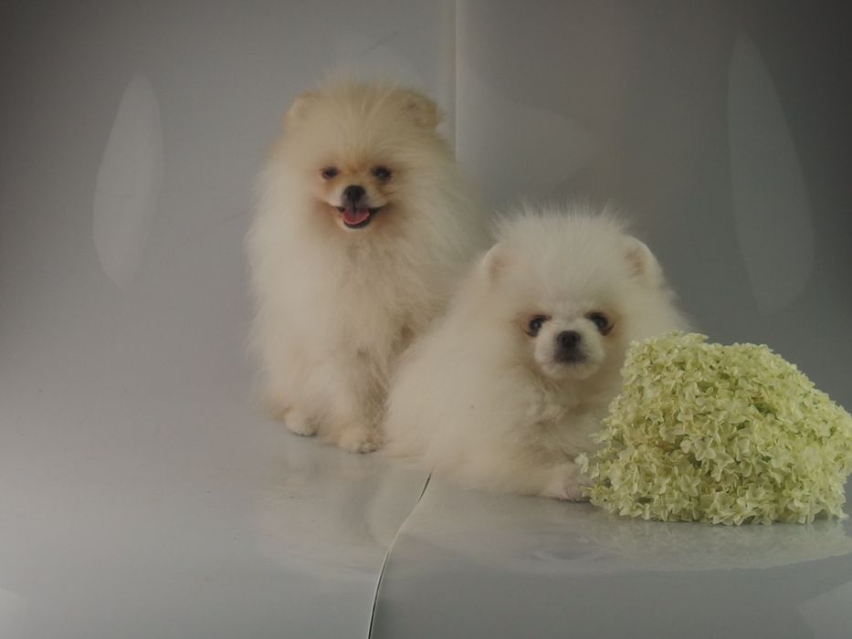 FCI# Pomeranian Szpic miniaturowy BIAŁY PIESEK