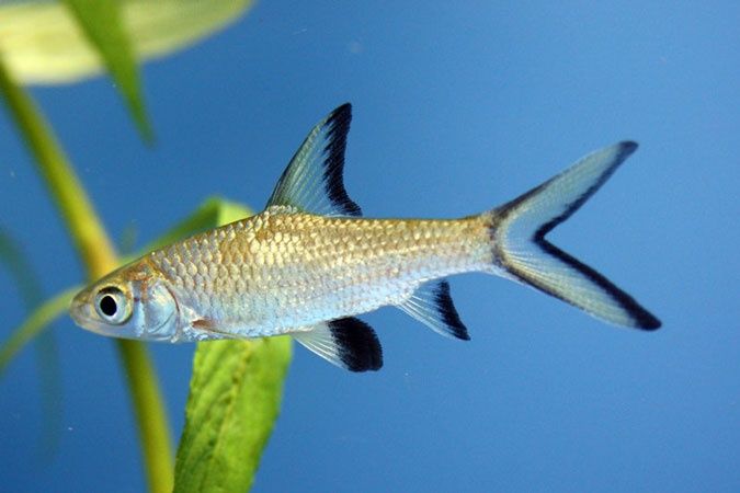 Brzanka rekinia - Rybki do akwarium