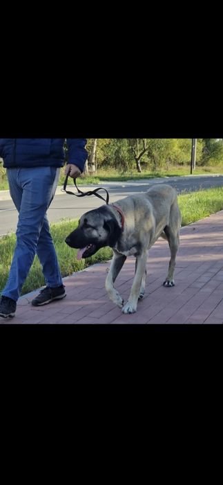 Szczeniak Kangal FCI
