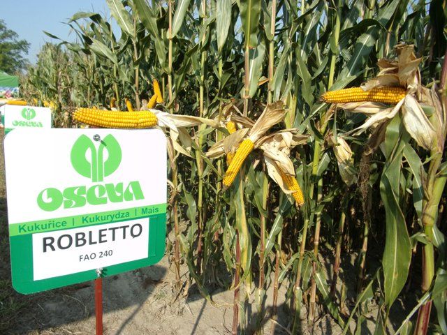 Nasiona kukurydzy ROBLETO kiszonka FAO 240 (80 tys.)
