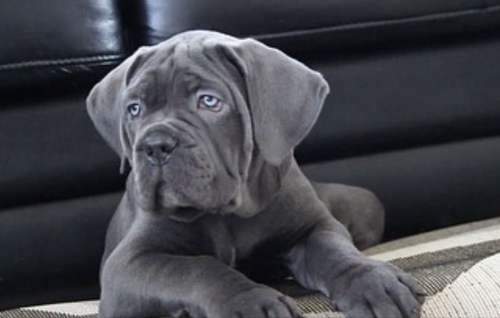 Продаж щенят Cane corso Italiano