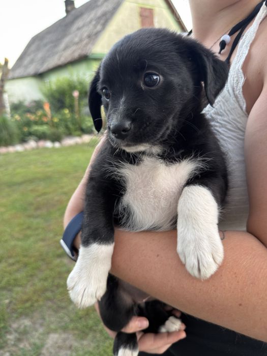 Witam mam do oddania śliczną sunię