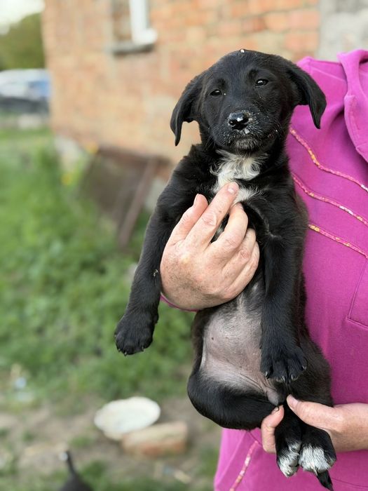 Цуценя, песик, собака