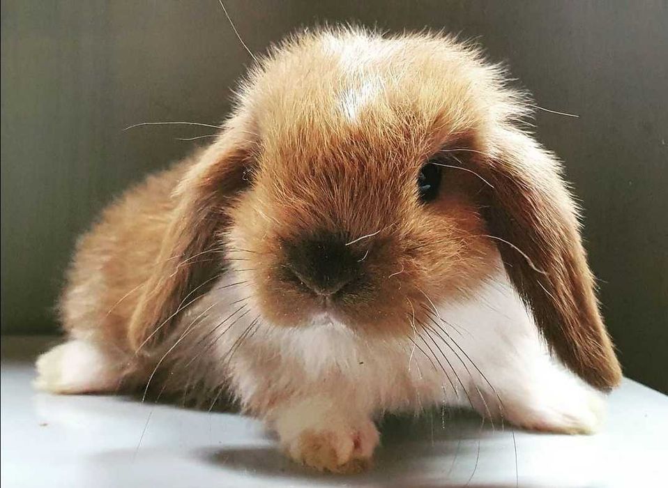 KIT Coelhos anões mini loop, orelhudos muito meigos e brincalhões