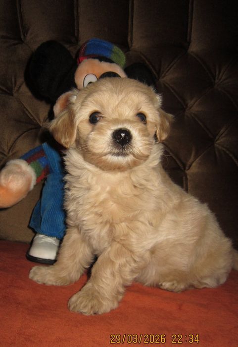 шустрый малыш МАЛЬТИПУ Ф1 .Ветпаспорт, чип