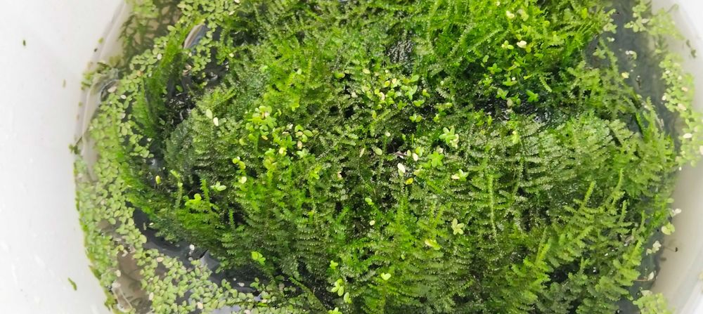 Musgo de aquário - Vesicularia dubyana