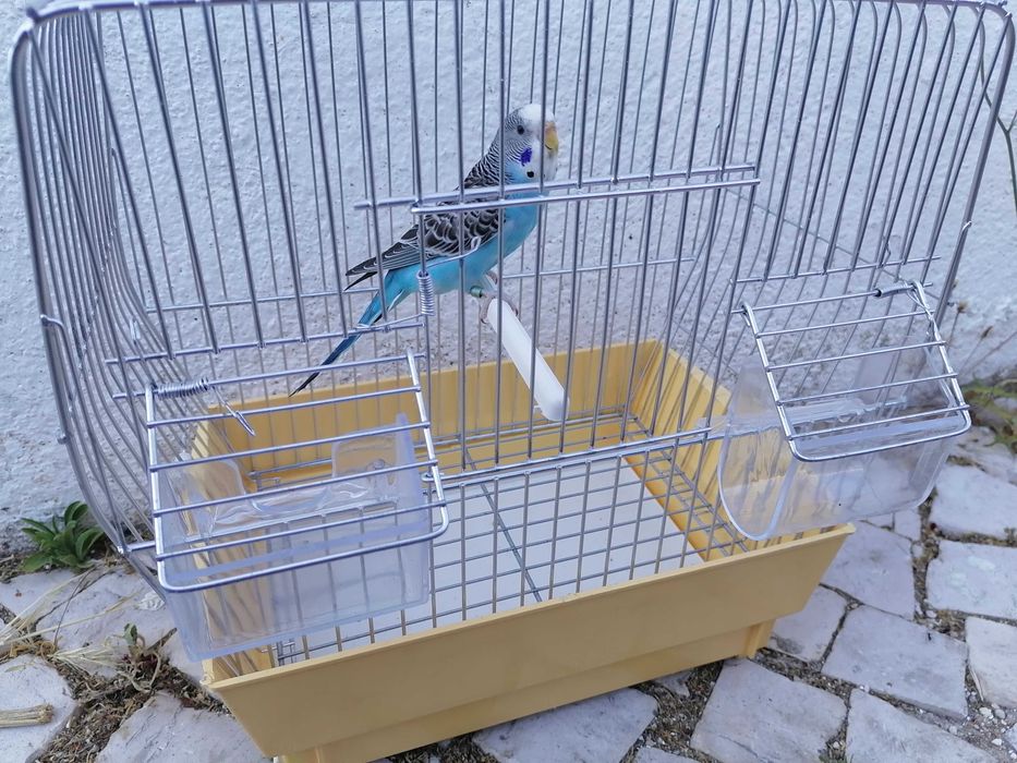 Vendo kit completo piriquito Gaiola ração