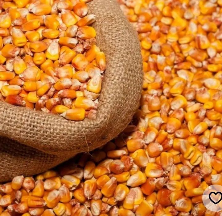 Зерно кукурудзи,