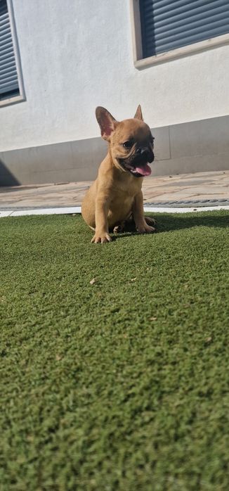 Menino bulldog frances fawn