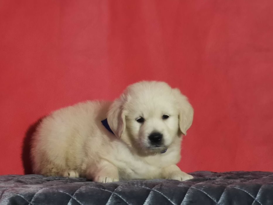 Golden retriever piesek kremowo złoty