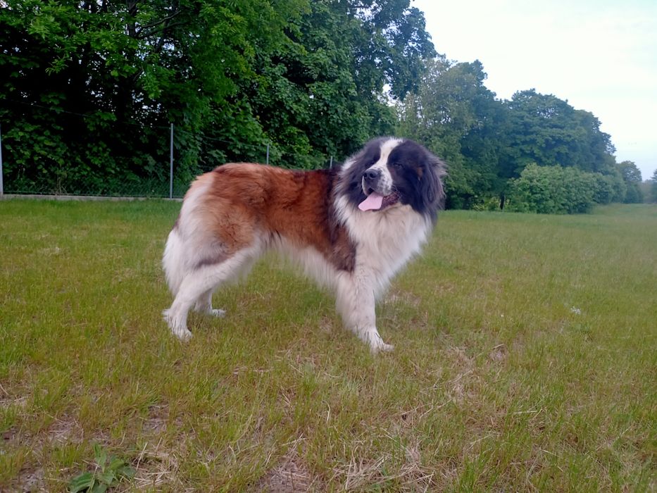 Moskiewski Pies Stróżujący ( prezent)