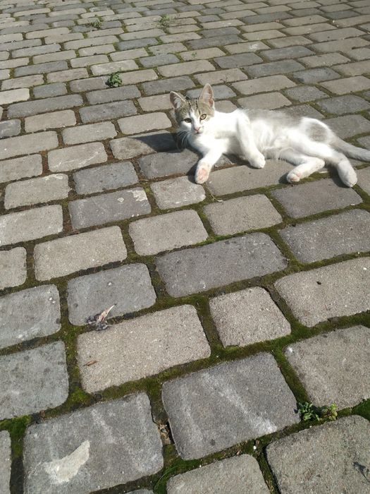 Котики в найкращі руки