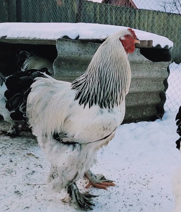 Продам инкубационное яйцо курей породы Брама светлая (Колумбия)