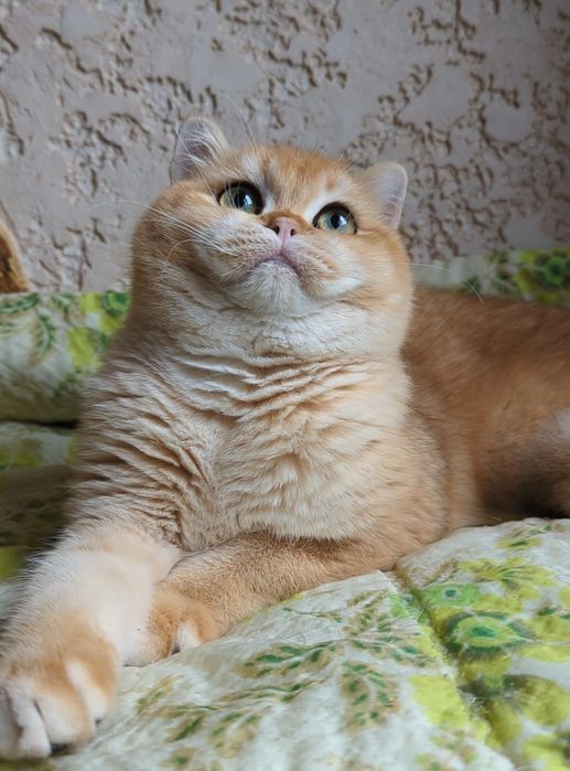 Шиншила.Яркий золотой ny 12