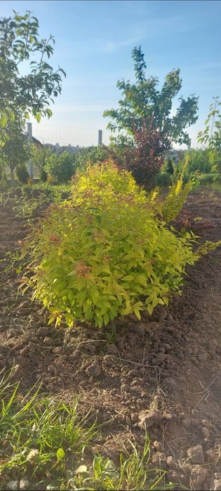 Спірея 2 річна, гарна коренева