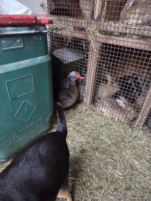 Sprzedam kaczora rocznego