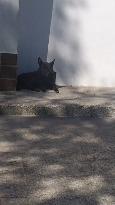 Подарую молоду собачку