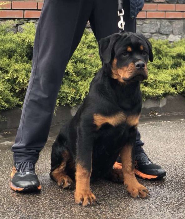 Хлопчики ротвейлера від елітних батьків чемпіонів України.