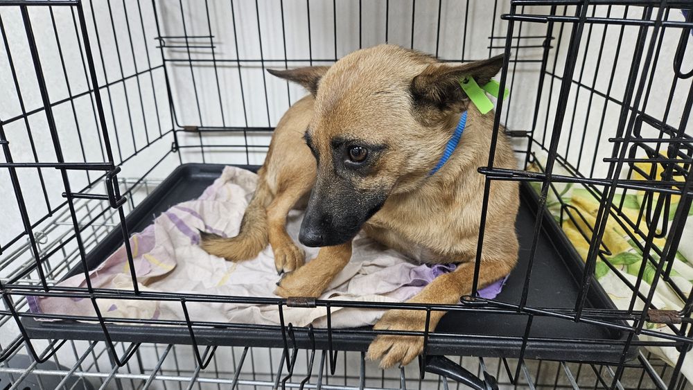 Невеличка лігідна собачка Лола шукає дім! Стерилізована!