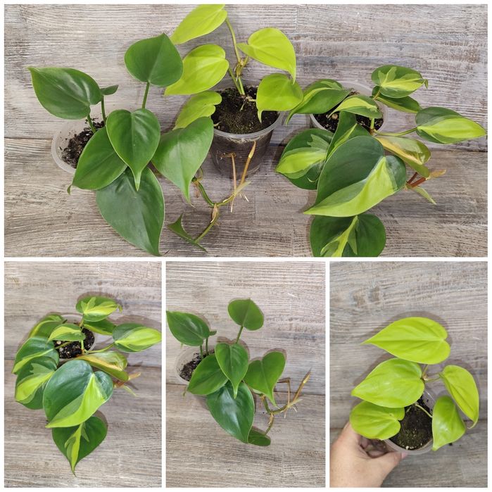 Філодендрон Бразіл, Скаденс, Лайм, Медіоптика