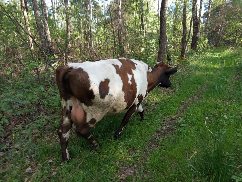 Продам молочну корову