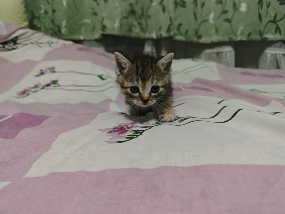 Котик в добрі руки