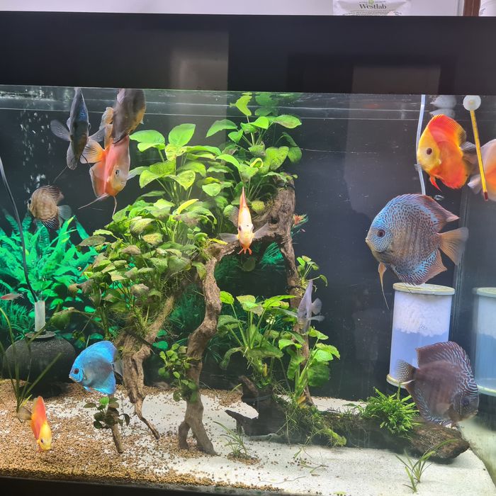 Aquario Grande Completo