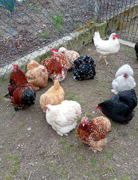 kochin miniaturka jajka