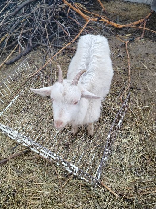 Продам коз Зоонинские