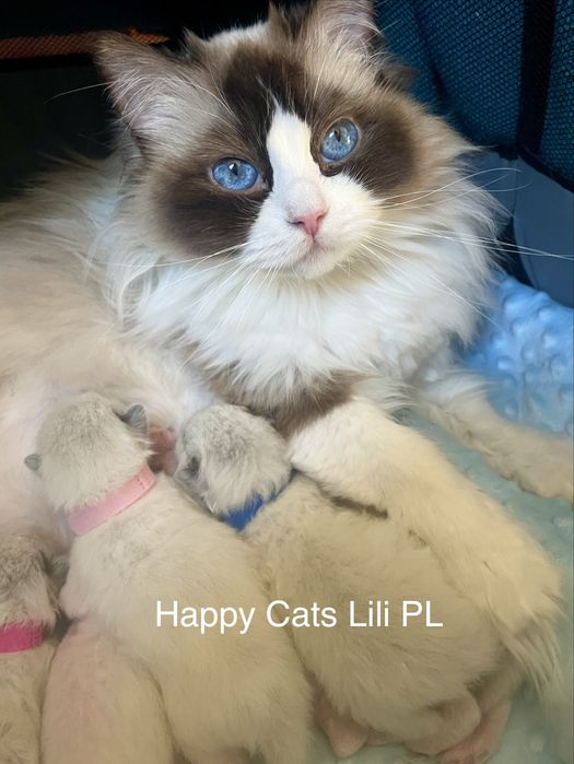 Ragdoll - kotek - FPL-FIFe