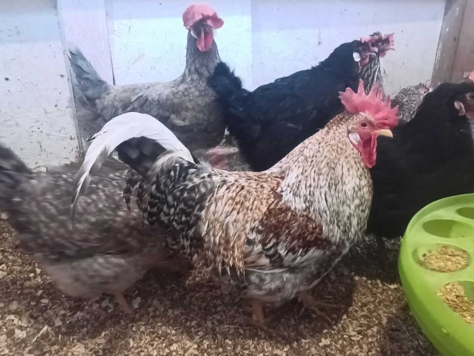 Блакитне інкубаційне   яйце кур легбар кремовий /яйце на інкубацію