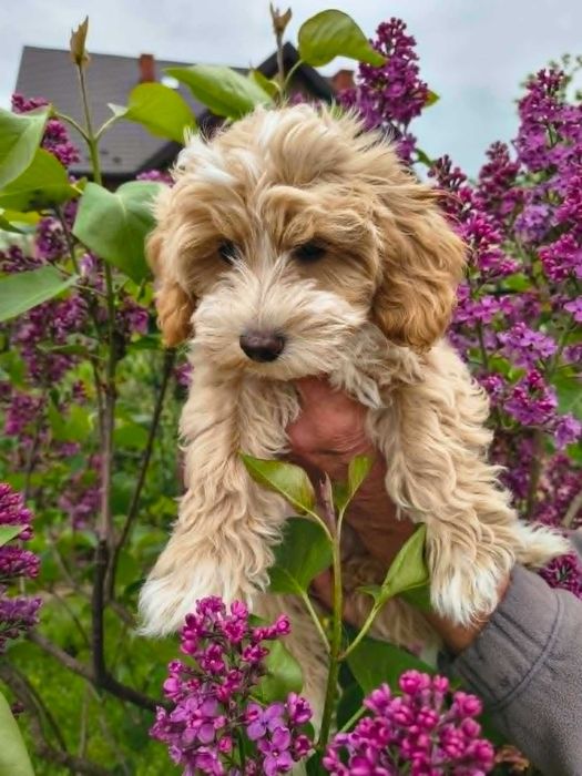 Śliczny piesek maltipoo