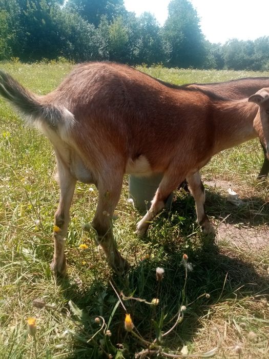 Продам козочку Ясю, народ. 1 березня, має гарне вим'я  зарано-альпійка