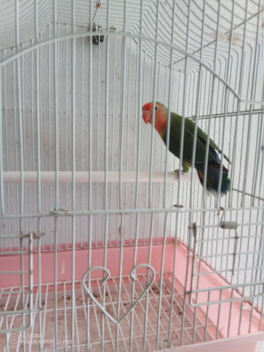 Vendo agapórnis hybrid