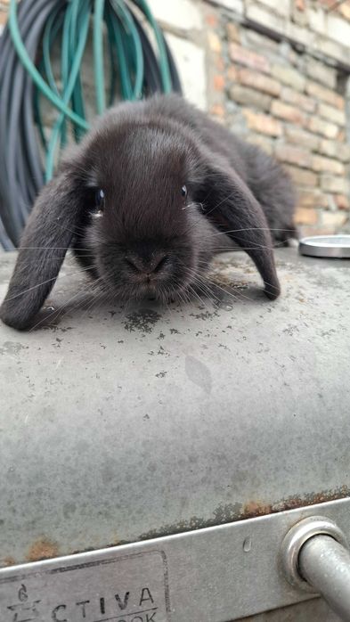 Młode króliki mini lop