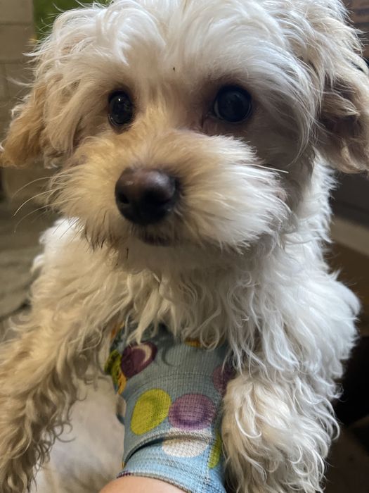 Хлопець мальтіпу без дефектов бюджетно