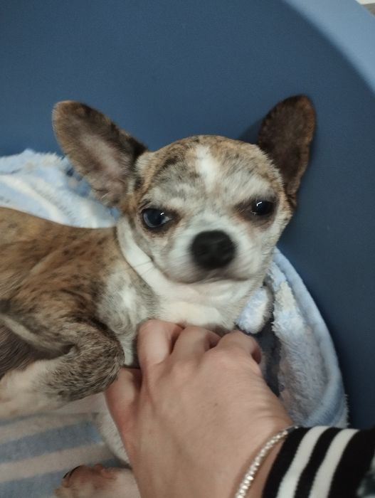 Fêmea chihuahua pêlo curto branca