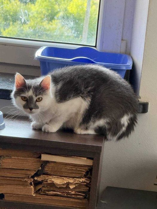 ніжна муркотлива та лагідна киця